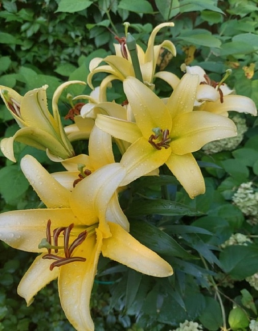 Лилия Конка Дор